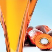 Palm Oil Advantages and Disadvantages