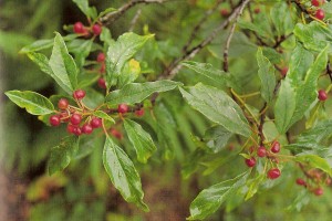 Bearberry Nutritional and Health Benefits
